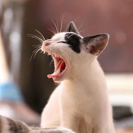 猫と断食の宿 Cat Inn Neko Kunisaki Buitenkant foto