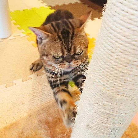 猫と断食の宿 Cat Inn Neko Kunisaki Buitenkant foto