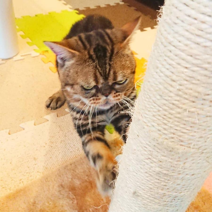 猫と断食の宿 Cat Inn Neko Kunisaki Buitenkant foto