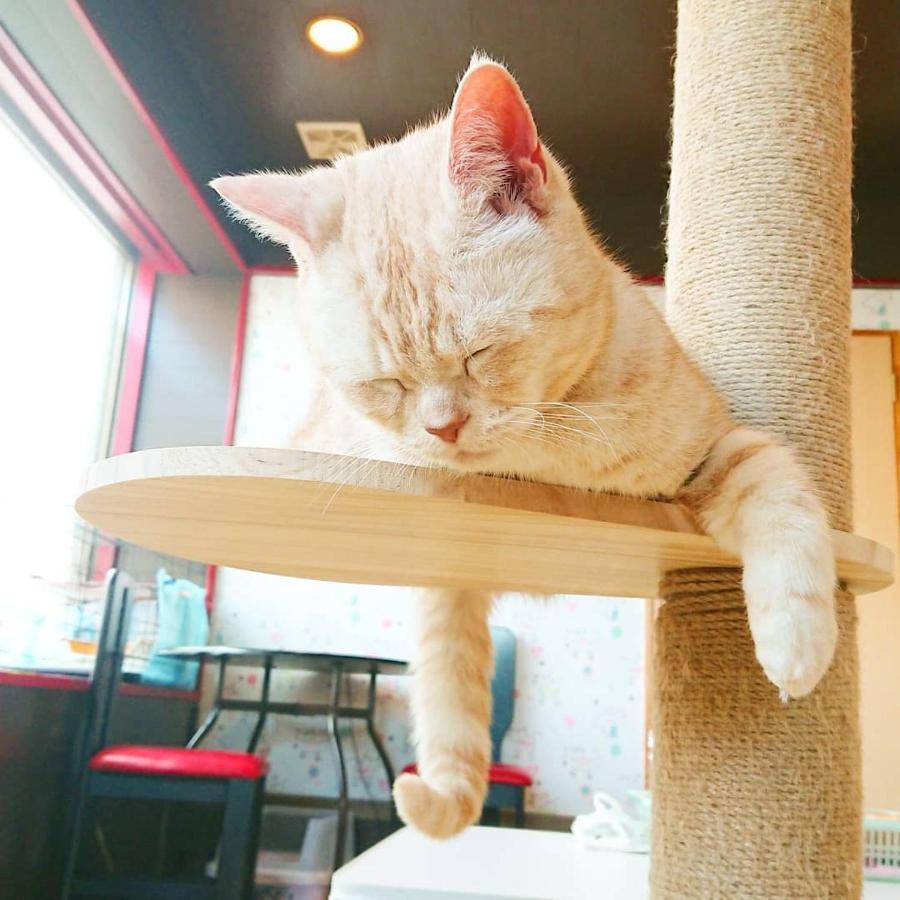 猫と断食の宿 Cat Inn Neko Kunisaki Buitenkant foto