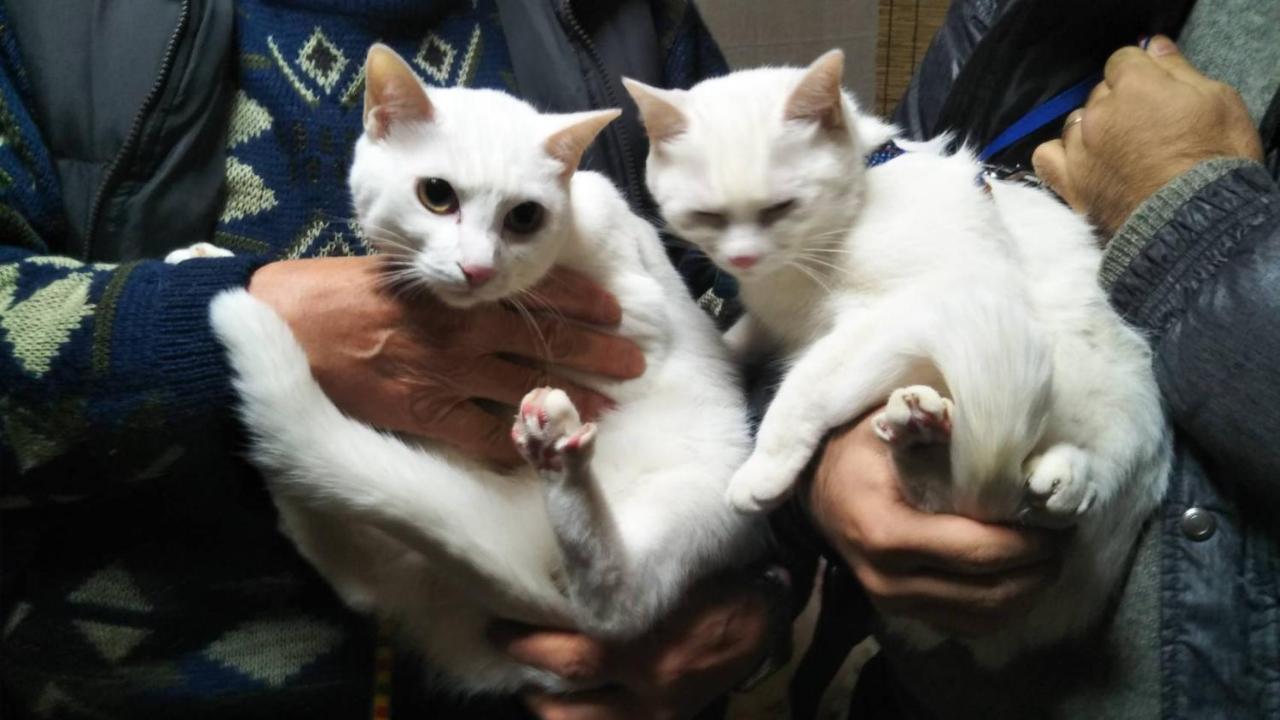 猫と断食の宿 Cat Inn Neko Kunisaki Buitenkant foto